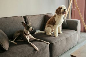 JONAH_stock_pets_2-d6224fbea48c2986b0f81b81841faf38